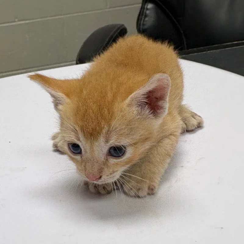 A baby small-sized female Orange / Red Domestic Short Hair cat named Lucille for adoption in Lufkin, TX