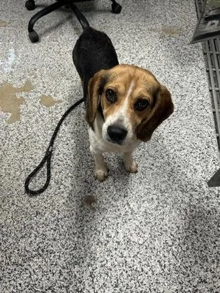 An adult medium-sized male Beagle dog named Wallace for adoption in West Chester, PA