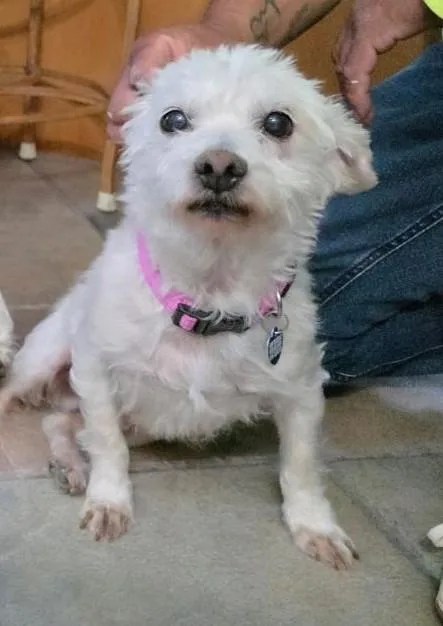 A senior small-sized male White / Cream Maltese dog named Peanut for adoption in Studio City, CA