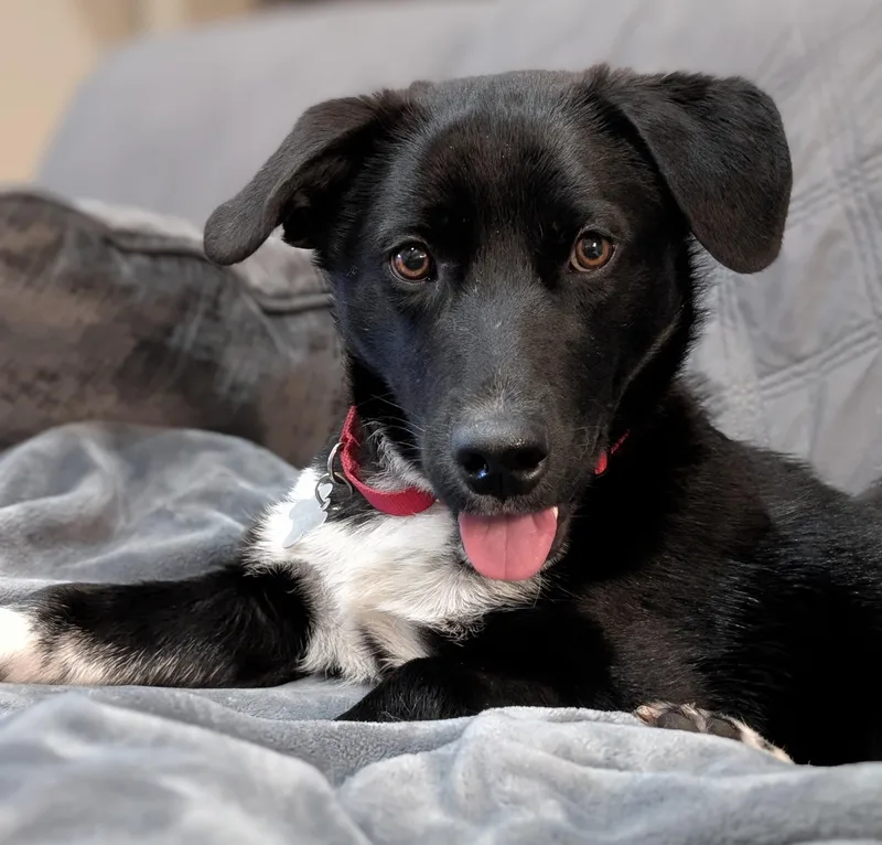 A young medium-sized male Corgi dog named Monaco for adoption in Palatine, IL