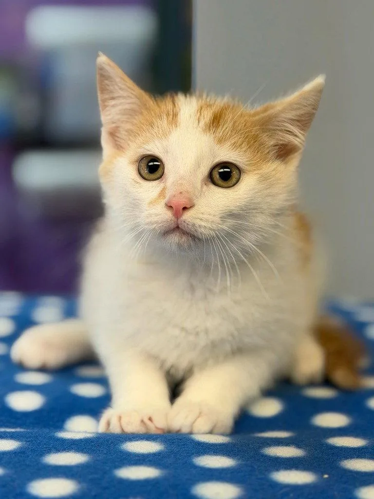 A baby small-sized male Domestic Short Hair cat named Rangoon for adoption in Lovingston, VA