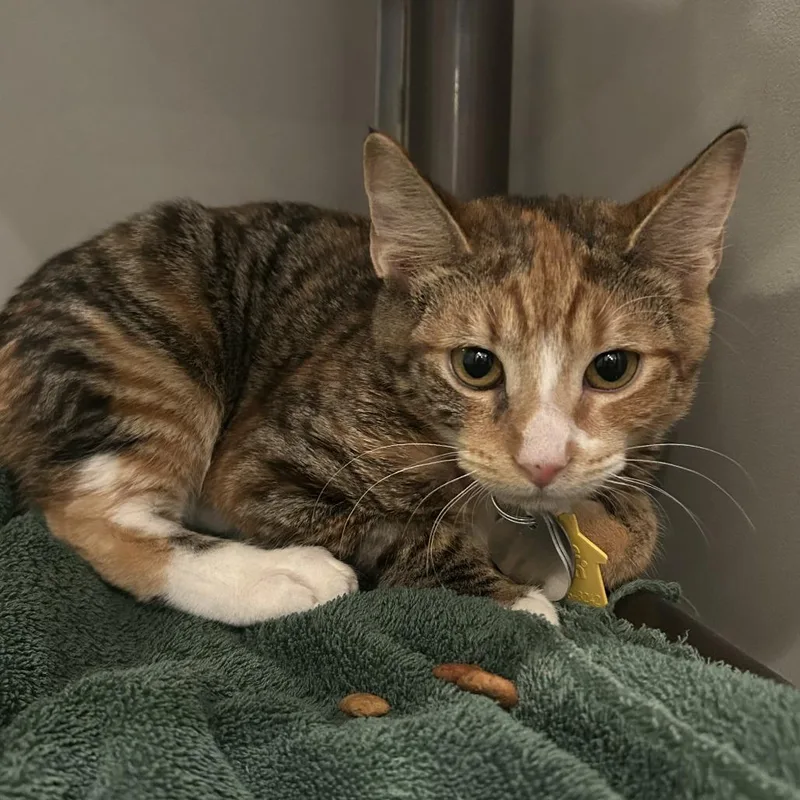 A baby small-sized female Domestic Short Hair cat named Ncr Itsy for adoption in Port Washington, NY
