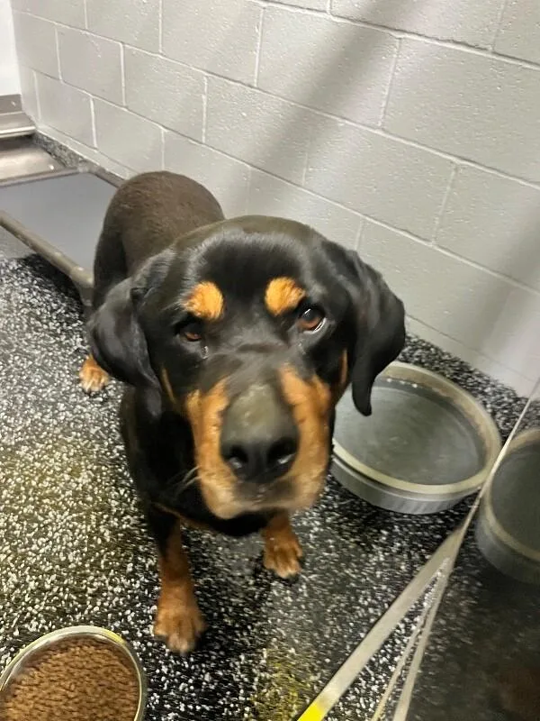 An adult large-sized female Black Rottweiler dog named Roxy for adoption in Jackson, TN