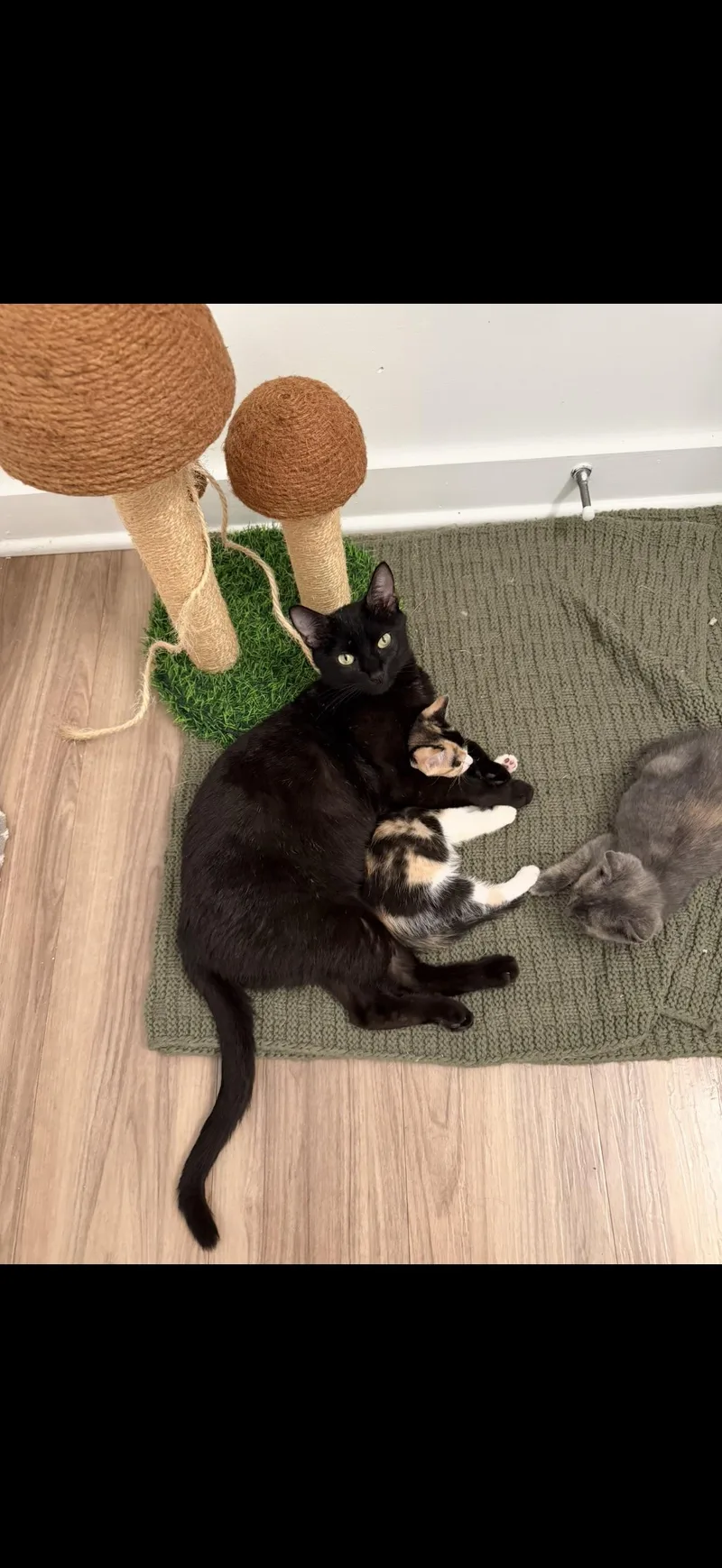 An adult medium-sized female Black Domestic Short Hair cat named Marilyn for adoption in Wilmington, NC