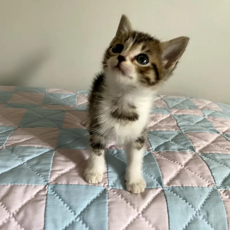 Luci