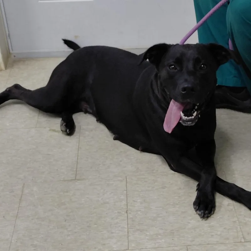 An adult medium-sized female Black Mixed Breed dog named Lilliana for adoption in LOXAHATCHEE, FL
