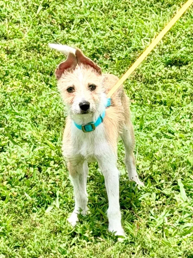 A baby small-sized female Mixed Breed dog named Aeris for adoption in Cape Coral, FL