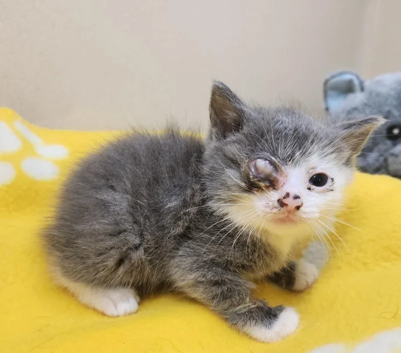 A baby small-sized female Domestic Short Hair cat named Shirley for adoption in Washington Court House, OH
