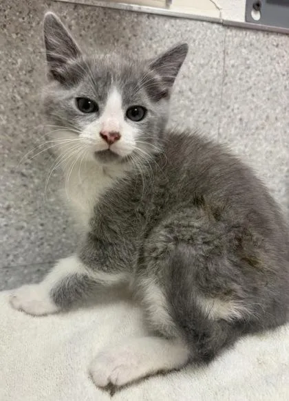 A baby small-sized male Domestic Short Hair cat named Tuba for adoption in Eugene, OR