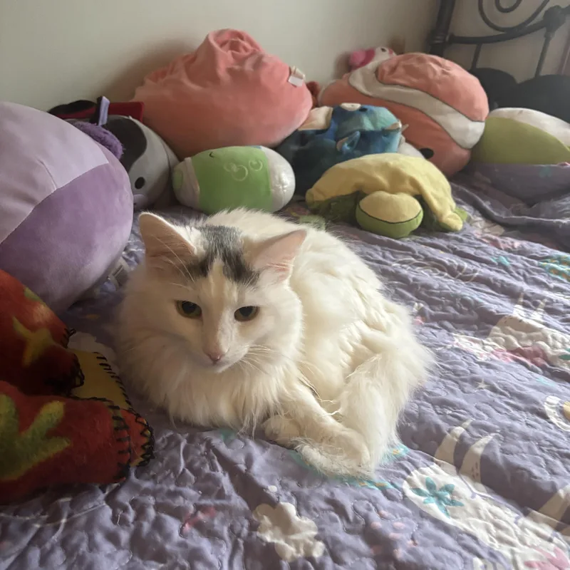 A young medium-sized female White Domestic Medium Hair cat named Doll for adoption in Melrose, MA