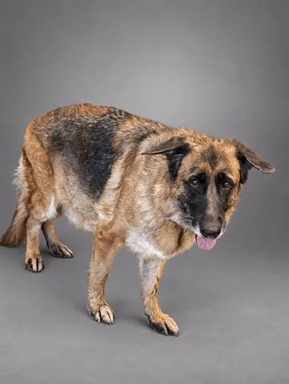 An adult large-sized female German Shepherd Dog dog named Lucy for adoption in Bowling Green, KY
