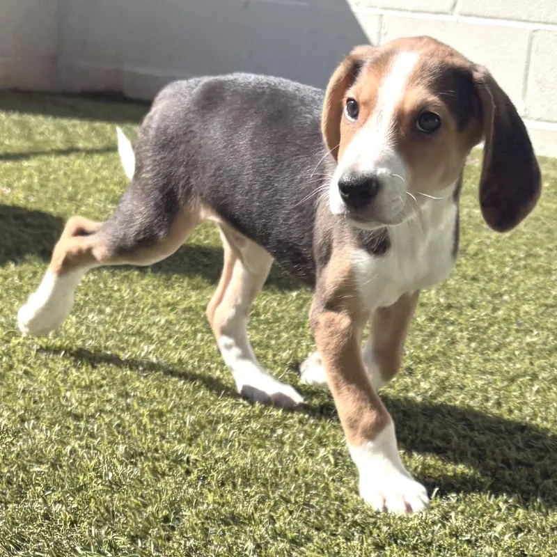 A baby medium-sized male Brown / Chocolate Coonhound dog named Trigger for adoption in LOXAHATCHEE, FL