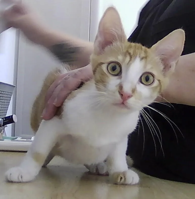 A baby small-sized male Orange & White Domestic Short Hair cat named Pop for adoption in Anoka, MN