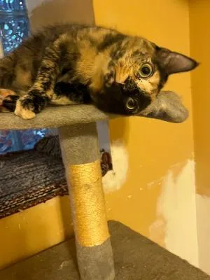 A young medium-sized female Tortoiseshell Domestic Short Hair cat named Evangeline for adoption in Mokena, IL