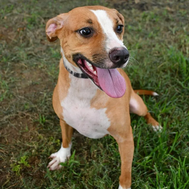 An adult medium-sized female Brown / Chocolate Terrier dog named Cinnamon for adoption in Beaumont, TX