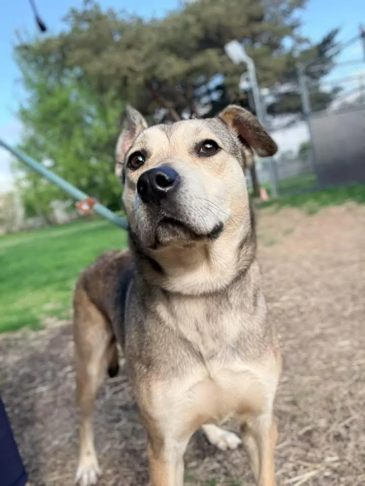 An adult medium-sized female Black German Shepherd Dog dog named Syrup for adoption in Chicago, IL