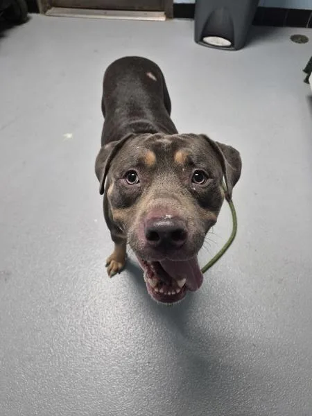 An adult medium-sized male Pit Bull Terrier dog named Ic for adoption in Lawrenceville, GA