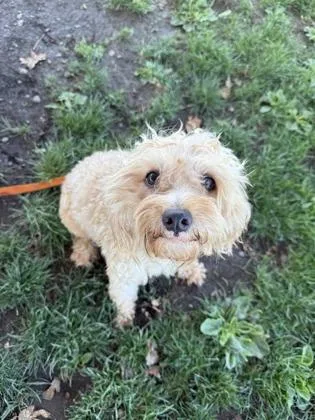 An adult small-sized female White / Cream Mixed Breed dog named Mitzy for adoption in Roseburg, OR
