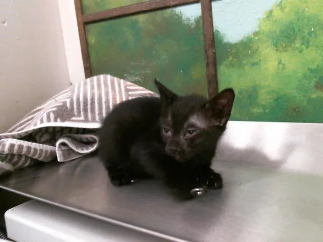 A baby small-sized male Domestic Short Hair cat named Max for adoption in Houston, TX