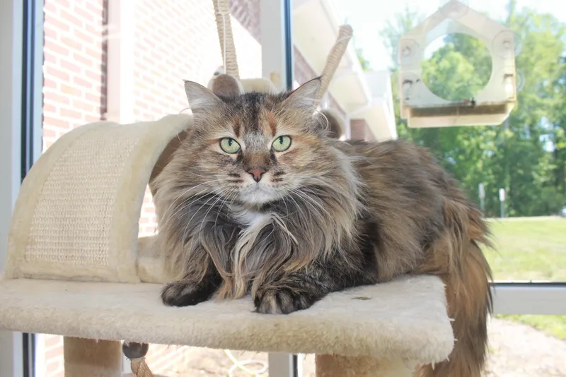 An adult medium-sized female Buff / Tan / Fawn Domestic Long Hair cat named Sunflower for adoption in Maidens, VA