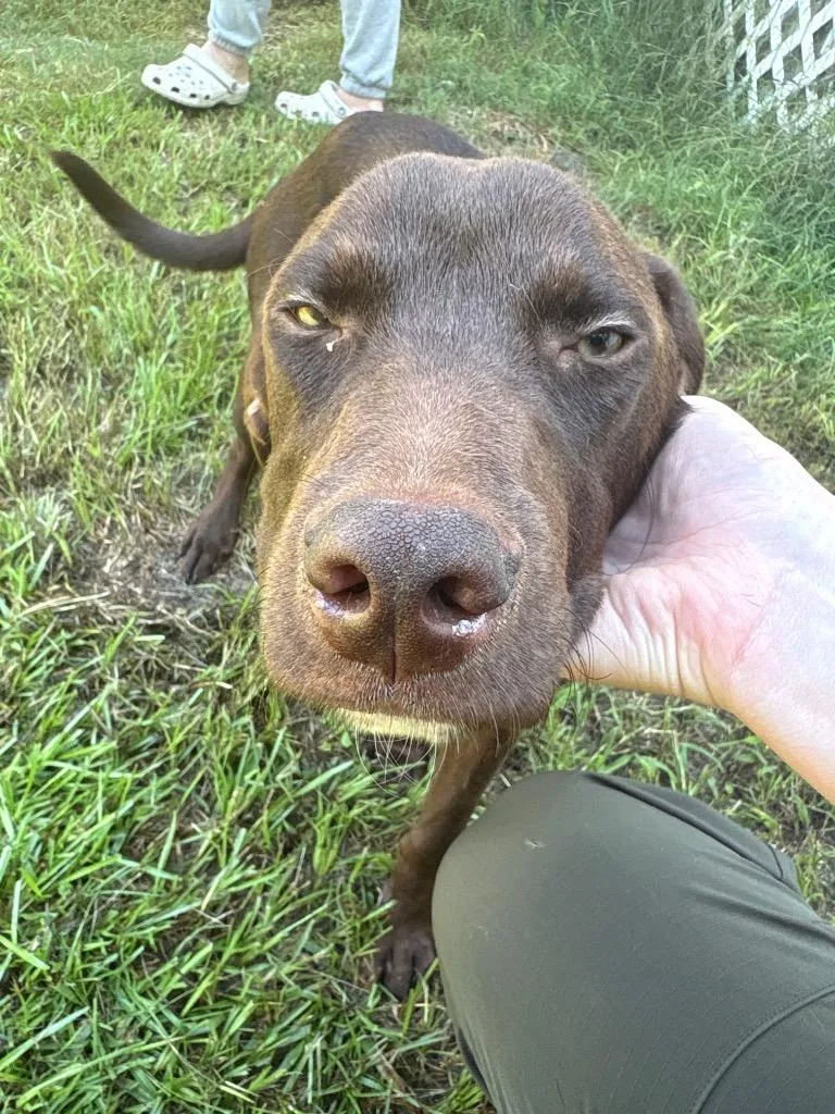 A young medium-sized male Labrador Retriever dog named Max for adoption in Effingham, SC