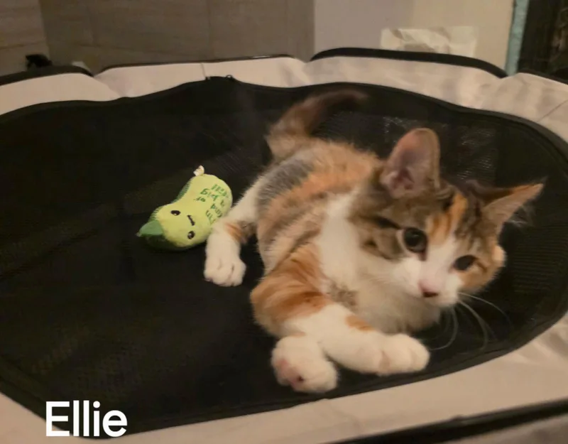 A baby medium-sized female Calico cat named Ellie for adoption in Versailles, KY
