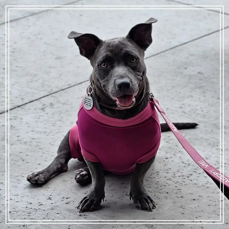 A young medium-sized female Gray / Blue / Silver Pit Bull Terrier dog named Trixi for adoption in Chandler, AZ