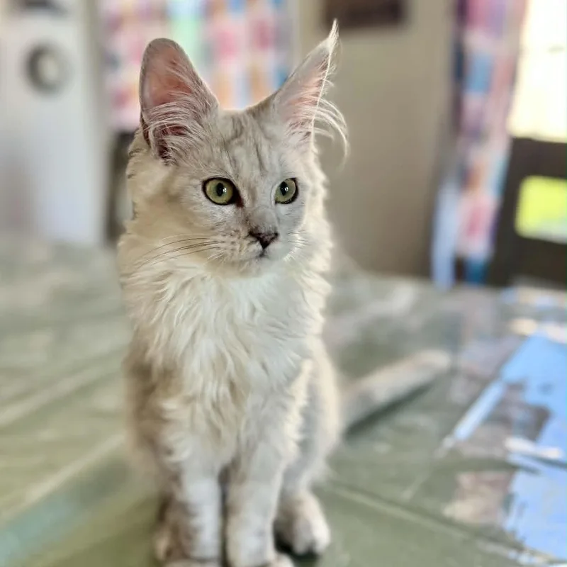 A baby medium-sized female Gray & White Maine Coon cat named Panini for adoption in Manchester, MD