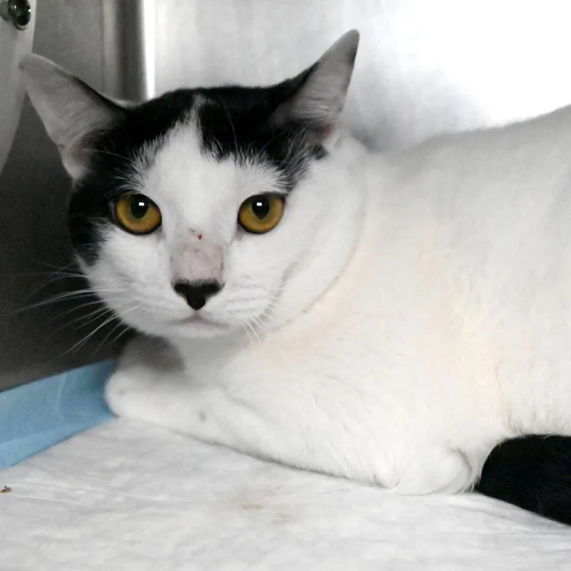 A young large-sized male White Domestic Short Hair cat named John Smith for adoption in West Palm Beach, FL