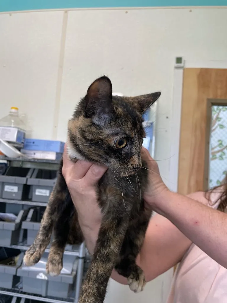 A young medium-sized female Domestic Short Hair cat named Nora for adoption in Cumberland, ME