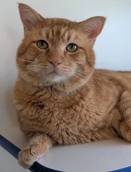 An adult large-sized male Domestic Short Hair cat named Chester for adoption in Divide, CO