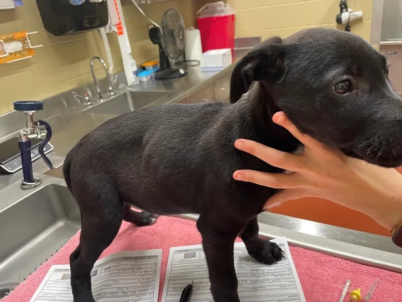 A young small-sized male Labrador Retriever dog named Harry for adoption in Douglasville, GA