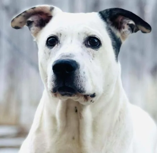 An adult medium-sized female Cattle Dog dog named Pinky for adoption in Naperville, IL