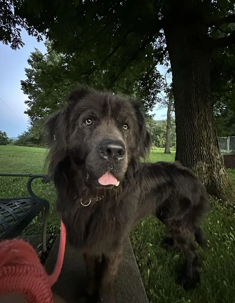 An adult extra large-sized male Newfoundland Dog dog named Soggert for adoption in Indiana, PA