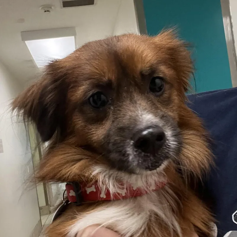 An adult small-sized male Red / Chestnut / Orange Mixed Breed dog named Ginger Snap for adoption in Charleston, WV