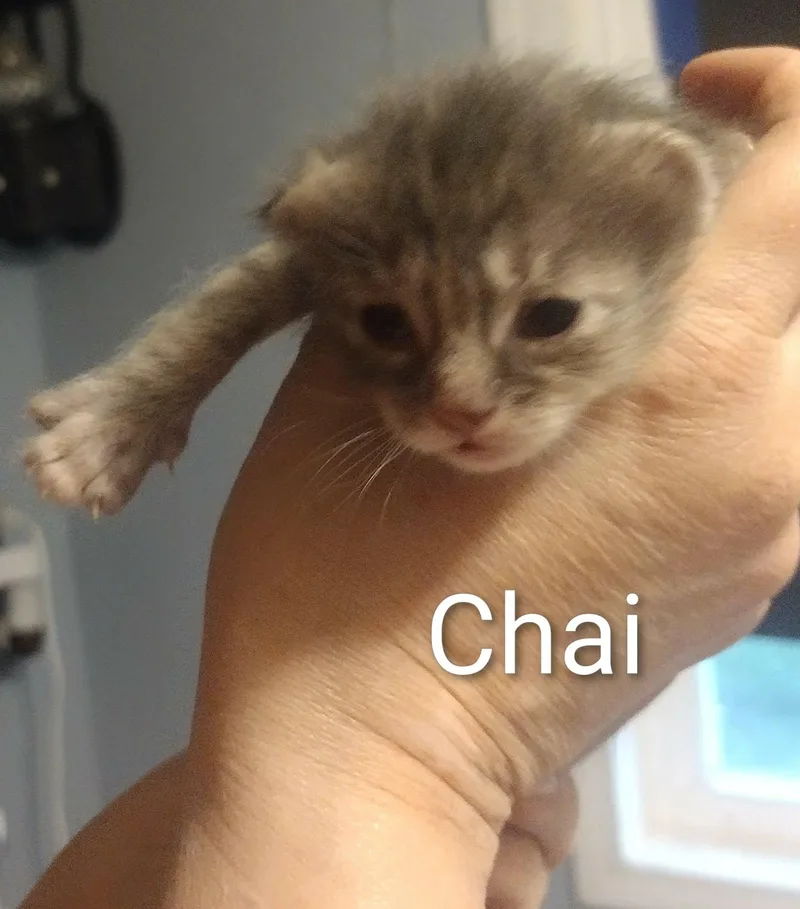 Chai thumbnail 3