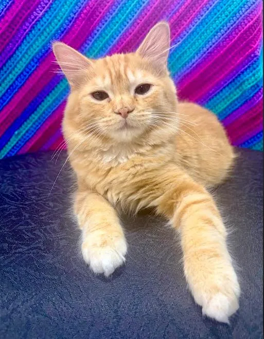 A baby medium-sized male Orange / Red Domestic Medium Hair cat named Azrael for adoption in Herndon, VA