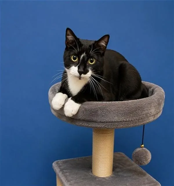 An adult small-sized male Domestic Short Hair cat named Liir for adoption in Miami, FL