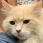 A senior small-sized female Buff / Tan / Fawn Domestic Long Hair cat named Daisy for adoption in Peoria, IL