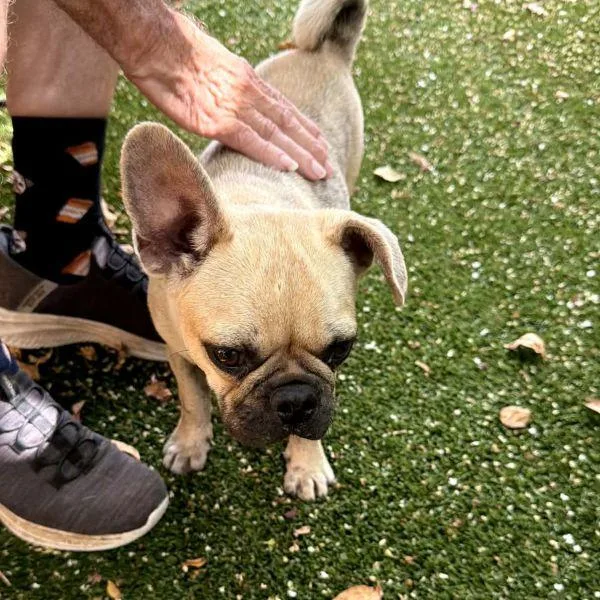 An adult small-sized male Yellow / Tan / Blond / Fawn Pug dog named Benjamin for adoption in Alvin, TX