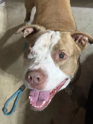 An adult medium-sized male Brown / Chocolate American Staffordshire Terrier dog named Theodore for adoption in Houston, TX