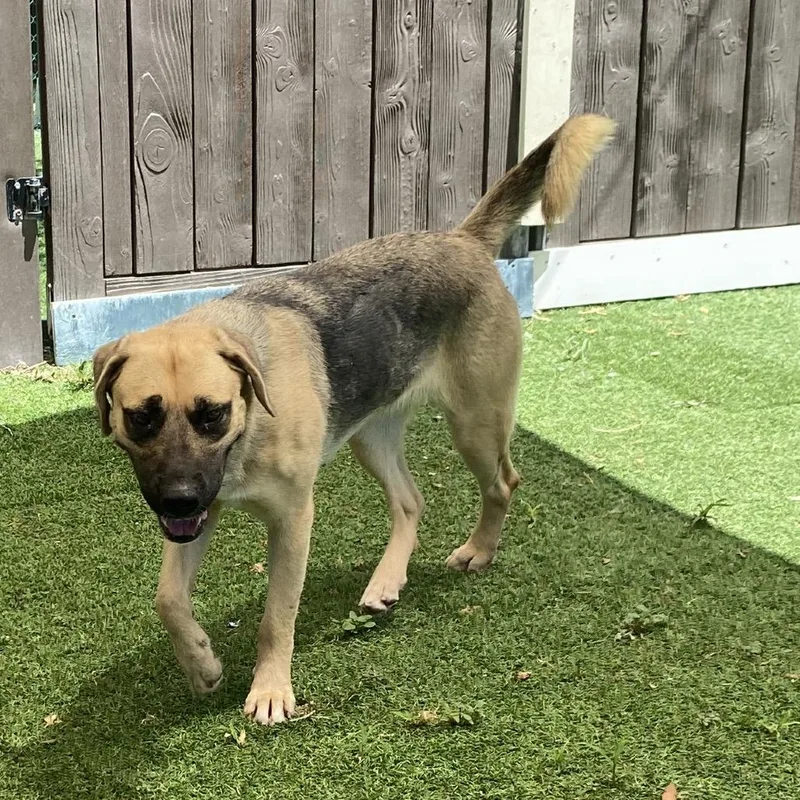 An adult medium-sized female Black Mouth Cur dog named Sunscreen for adoption in LOXAHATCHEE, FL