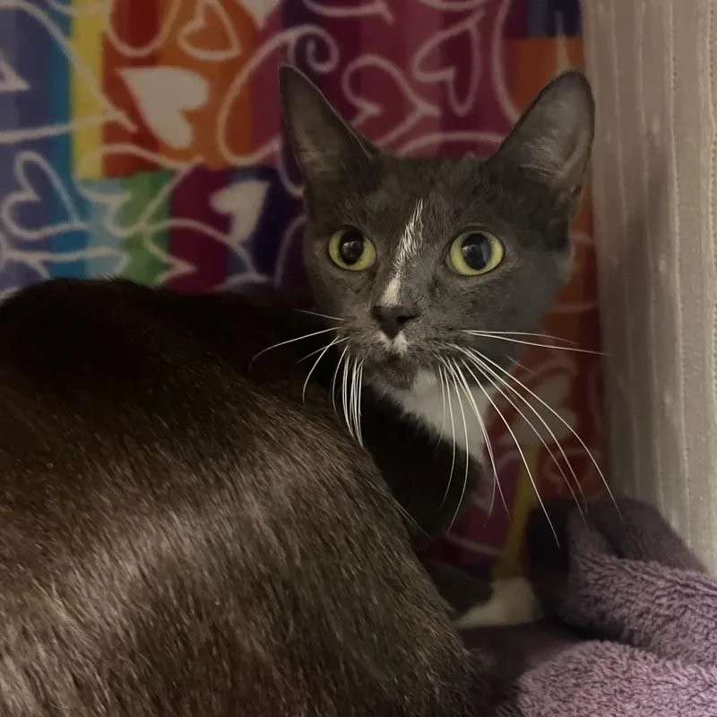 A young medium-sized female Gray / Blue / Silver Domestic Short Hair cat named Whiskey for adoption in Naples, FL