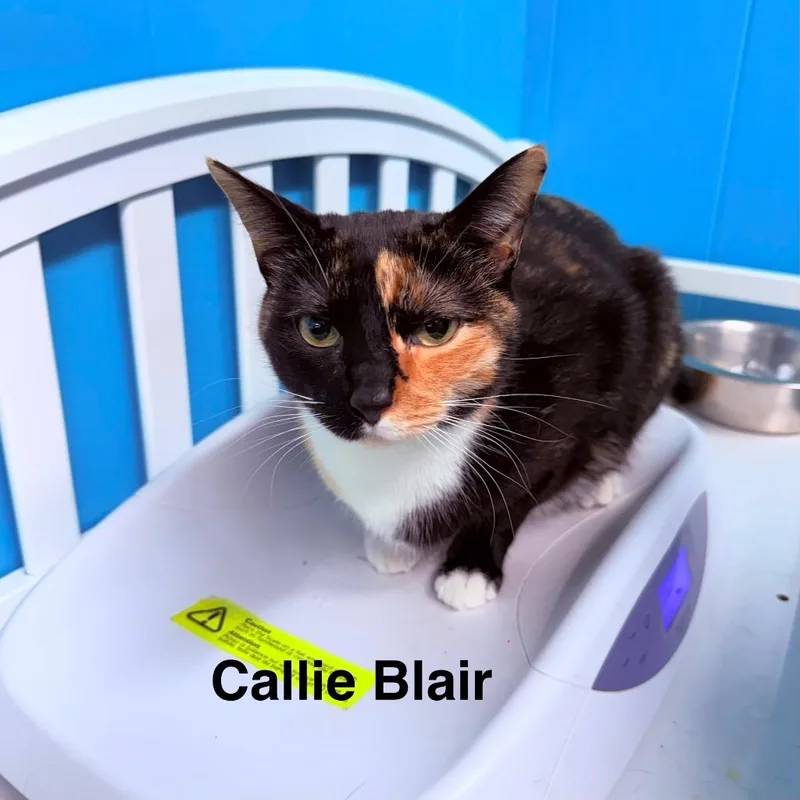 An adult large-sized female Domestic Short Hair cat named Calli Blair for adoption in Utica, MI