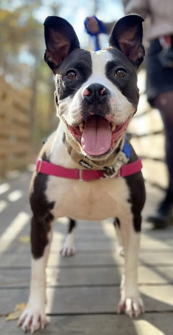 An adult medium-sized male Pit Bull Terrier dog named Oreo for adoption in Virginia Beach, VA