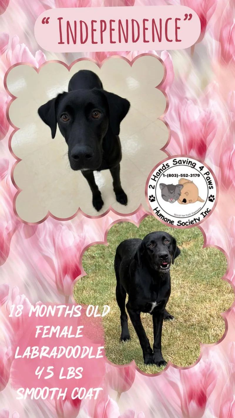 A young medium-sized female Black Labradoodle dog named Independence for adoption in Thomson , GA