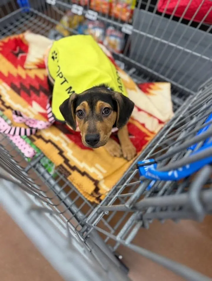 A baby small-sized female Beagle dog named Onyx for adoption in Rockford, IL
