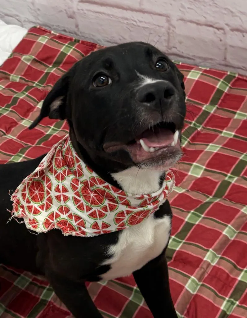 A young medium-sized male Mixed Breed dog named Oscar for adoption in Detroit, MI