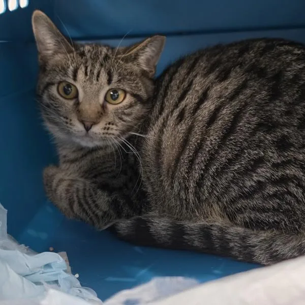 A baby medium-sized female Domestic Short Hair cat named Kendra for adoption in Des Moines, IA