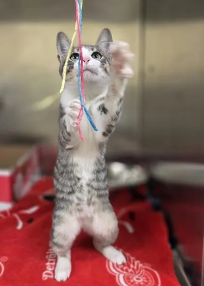 A baby medium-sized male Domestic Short Hair cat named Zero for adoption in Westland, MI